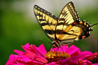 Photo of butterfly